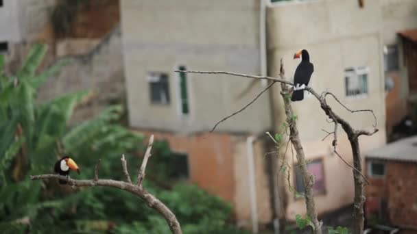 Pájaro Tucán Posado Árbol Seco Mientras Otro Vuela Tercero Desliza — Vídeos de Stock