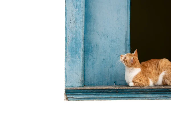 Młody Uroczy Kot Domowy Siedzi Pobliżu Niebieskiego Okna Białą Ramą — Zdjęcie stockowe