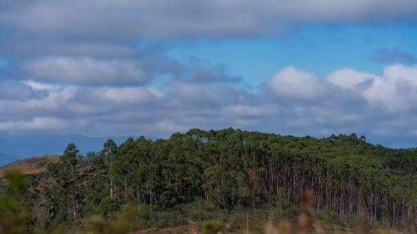 Superbe Timelapse Une Haute Forêt Eucalyptus Sur Sommet Montagne Avec — Video