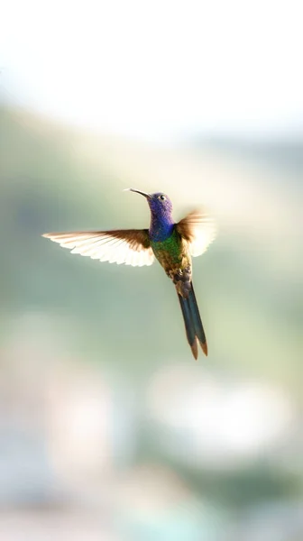 Kolorowy Koliber Rozpostartymi Skrzydłami Wydłużonym Dziobem Zamrożony Powietrzu Podczas Lotu — Zdjęcie stockowe