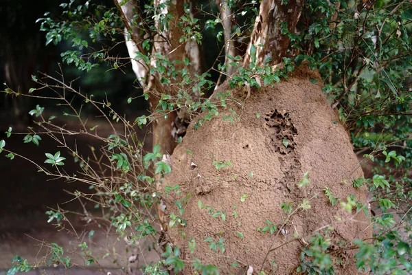 Nahaufnahme Eines Massiven Termitenhügels Fuß Eines Baumstammes Umgeben Von Sattgrünen — Stockfoto