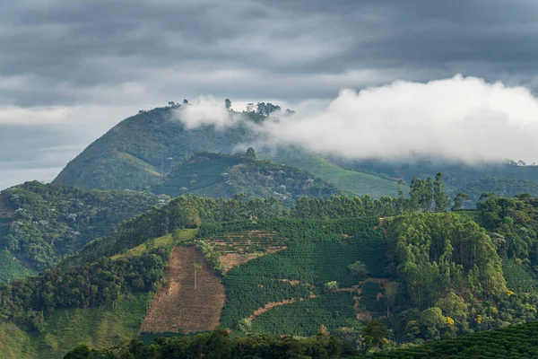 stock image Rows of coffee plants thrive in the high altitude and humid climate of these verdant hills, as the sky gradually darkens overhead.