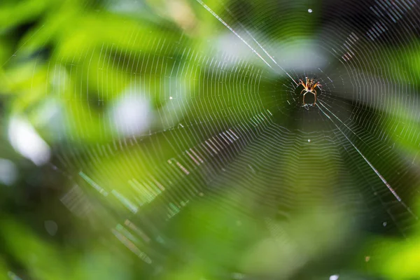一只蜘蛛在绿色森林背景模糊的蜘蛛网上等待猎物的蜘蛛的特写 其特征是露珠 理想的自然 动物或抽象概念 — 图库照片