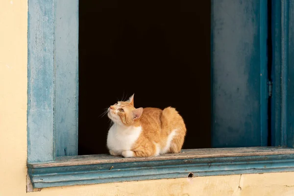 Uroczy Kot Domowy Wąsami Patrzy Niebieskiego Parapetu Ciemne Wnętrze Przestrzenią — Zdjęcie stockowe