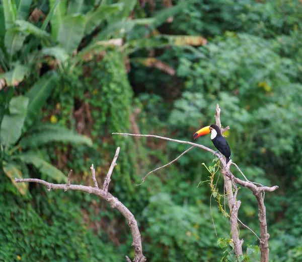 Bel Oiseau Toucan Avec Bec Multicolore Dresse Sur Une Branche — Photo