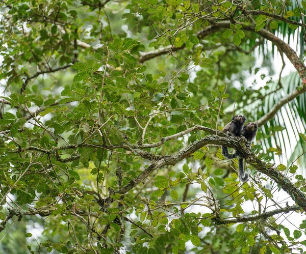 Pequeno Casal Primatas Está Empoleirado Galho Árvore Meio Emaranhado Folhas — Fotografia de Stock