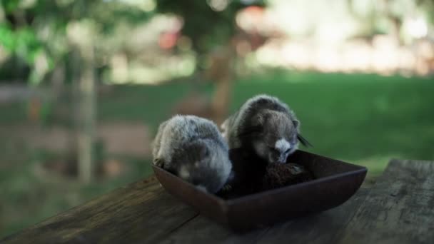 Małe Małpki Karmiące Się Talerzem Bacznie Obserwujące Otoczenie Nieostrym Tle — Wideo stockowe