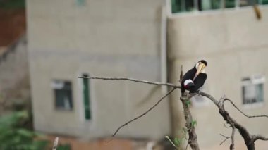 Kurumuş bir dalın üzerinde parlak turuncu gagalı bir tukan, arka planda bulanık şehir binaları ile kuyruğunu kaşıyor..