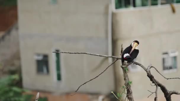 Sebuah Toucan Dengan Paruh Oranye Terang Bertengger Cabang Kering Menggaruk — Stok Video