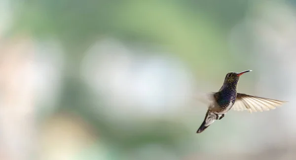 Zbliżenie Ujęcia Kolibra Locie Zapewniając Wystarczająco Dużo Miejsca Tekst Rozmytym — Zdjęcie stockowe