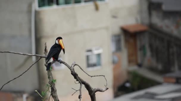 Une Vidéo Montre Toilettage Toucan Sur Une Branche Arbre Avec — Video