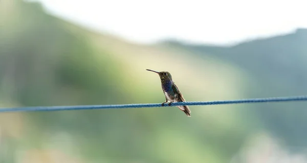 Spokojny Koliber Żywymi Piórami Siedzi Cienkiej Linie Osadzony Niewyraźnym Tle — Zdjęcie stockowe