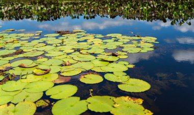 Canlı yeşil yaprakların durgun su yansımalarıyla buluştuğu, çiçek açan Victoria bölgeleriyle kaplı bir göletin bulunduğu sakin bir açık hava sahnesi..
