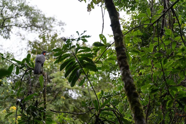 Bir Jacu kuşu, canlı bir ormanda, bir dalda huzur içinde oturur. Huzur ve huzur hissi verir..