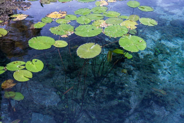 Atemberaubender Blick Auf Victoria Regia Pflanzen Unberührtem Klarem Wasser Wodurch — Stockfoto