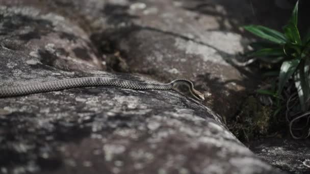 Imágenes Exclusivas Muestran Una Serpiente Víbora Mostrando Comportamiento Nervioso Moviéndose — Vídeos de Stock