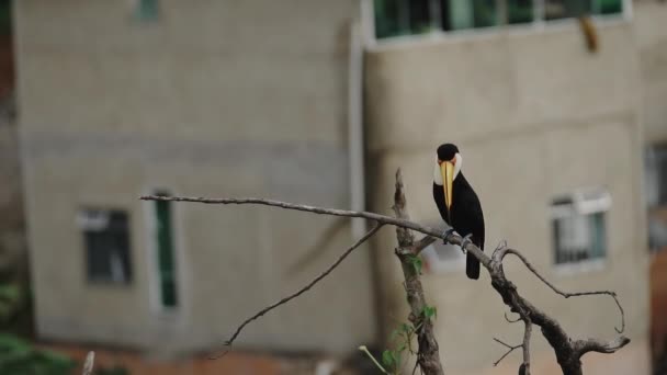 Εκπληκτική Αργή Κίνηση Βίντεο Διαθέτει Ένα Toucan Ξύσιμο Φτερό Του — Αρχείο Βίντεο