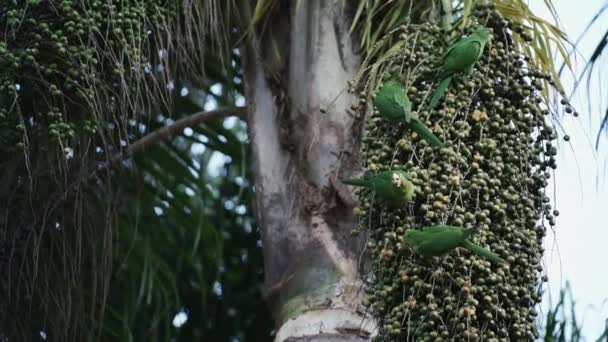 录像显示 顽皮的鹦鹉吃着棕榈果 好奇地凝视着摄像机 — 图库视频影像