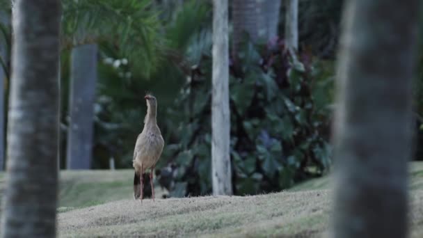 Spectacular Video Seriema Bird Passionately Singing Park Opening Its Beak — Stock Video