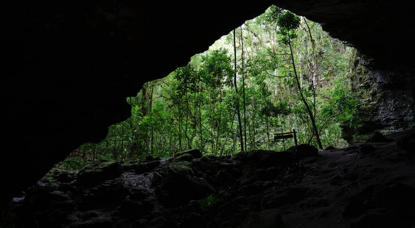 Stunning view of a lush jungle from inside a dark cave, perfect for text placement.