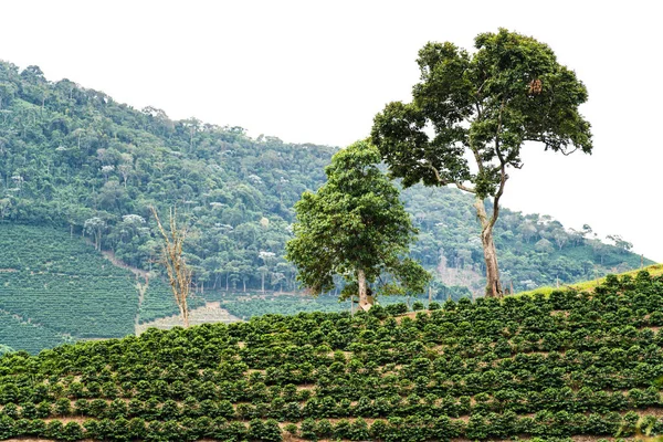 Een Prachtige Koffieplantage Een Berghelling Met Rijen Weelderige Groene Koffieplanten Stockfoto