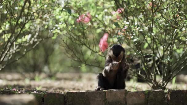 视频中 一只小猴子决心用石头砸碎坚果 并在模糊的森林背景中放置文字空间 — 图库视频影像