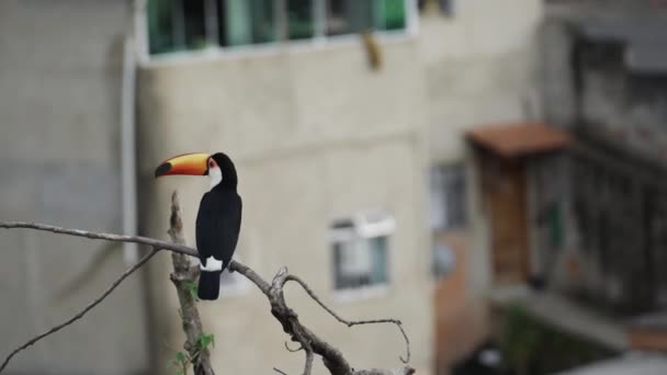 배경에 지점에 화려한 Toucan Preening의 비디오 — 비디오