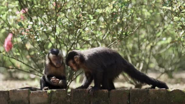 视频中 一只猴子迫不及待地想要把坚果砸向岩石 而另一只猴子在一旁看着 似乎在从这一过程中学习 — 图库视频影像