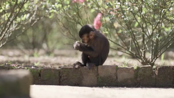 在一个迷人的视频中 一只小野猴正努力尝试着在花园的石头上敲碎坚果 但背景却很模糊 这很吸引人 — 图库视频影像