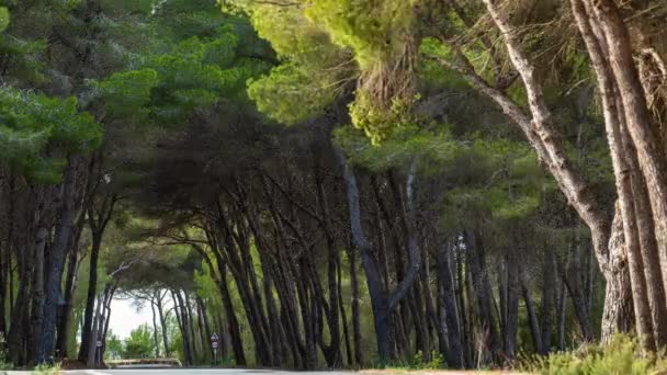 Приголомшливий Часовий Проміжок Гонок Автомобілів Дорозі Оточений Високими Сосновими Деревами — стокове відео