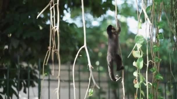 录像显示一只好奇的猴子用葡萄藤爬上一座城市的一棵树 密切注视着它的周围环境 — 图库视频影像