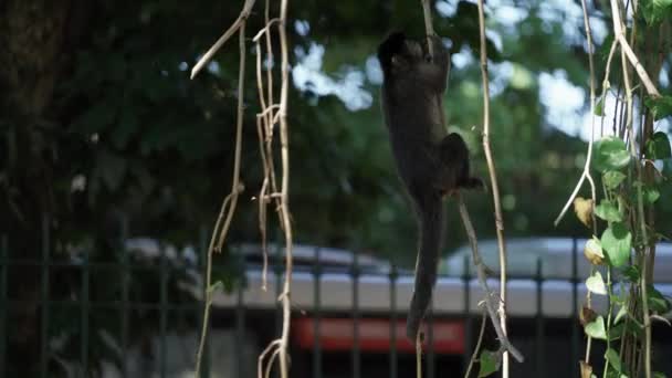 在里约热内卢 一只小猴子在树上的里拉那 正考虑着它在城市混乱中的下一步行动 — 图库视频影像