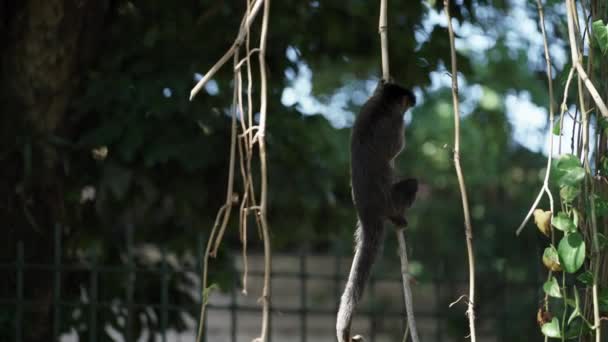 Film Pokazuje Małpę Drapiącą Się Winorośli Pośród Ruchu Miejskiego Miejscem — Wideo stockowe