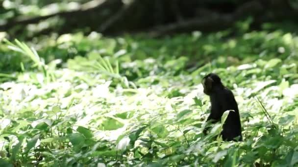 Monkey Står Två Ben Grönska Innan Kör Iväg Suddig Bakgrund — Stockvideo