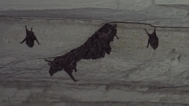 Numerosos Morcegos Pendurados Teto Caverna Sob Luz Lanterna Deixando Espaço — Vídeo de Stock