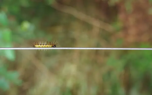 Vibrant, hairy caterpillar crawls on a metallic wire against a blurry green background, providing text space.