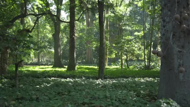 Vidéo Hlg Relaxante Mettant Vedette Parc Serein Avec Des Arbres — Video