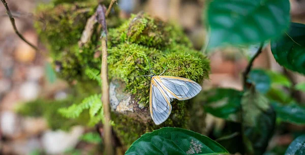 Bílý Motýl Leží Mechu Rozmazaným Zeleným Pozadím Royalty Free Stock Fotografie