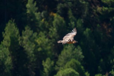 Bir akbaba huzurlu çam ağaçlarının üzerinde zarif bir şekilde süzülür, huzuru ve uçuş zarafetini simgeler..