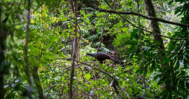 Bir Jakun kuşu, uzak, yeşil bir ormanda ağaç dalında oturur ve etrafını dikkatle izler..