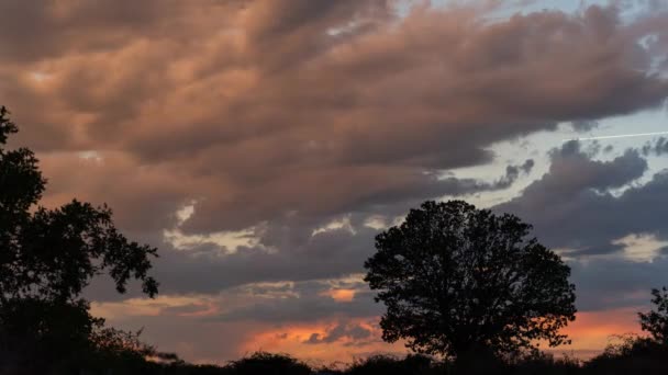 Потрясающее Видео Показывает Закат Силуэтом Дерева Быстрыми Движущимися Облаками Подчеркивая — стоковое видео