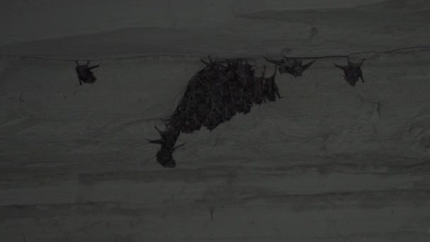 Группа Летучих Мышей Цепляется Крышу Пещеры Освещенную Одним Фонариком Темноте — стоковое видео