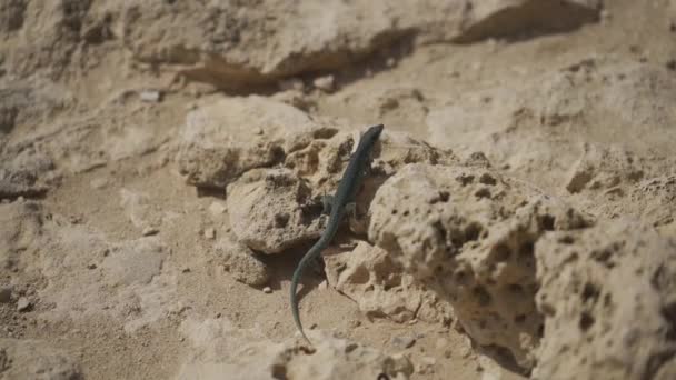 色彩斑斓的蜥蜴在飞奔之前在岩石上停了下来 — 图库视频影像