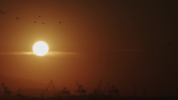 Evening Falls Birds Fly Silhouetted Cranes Industrial Port — Stock Video