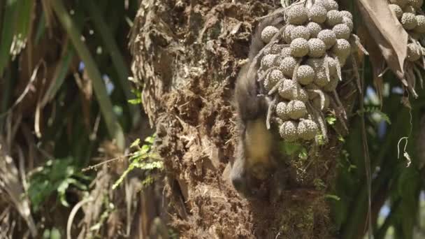 Affe Jagt Eifrig Käfer Baumrinde Und Verursacht Zerstörung Und Staub — Stockvideo