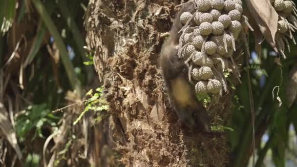 Opice Hledá Hmyz Pod Kůrou Zatímco Visí Hlavou Dolů Natočený — Stock video