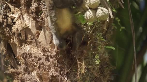 Mono Busca Activamente Comida Árbol Dañando Corteza Una Densa Selva — Vídeo de stock