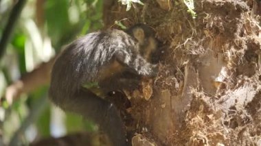 HLG yavaş çekim videosu bir maymunu ağaç kabuğu üzerinde enerjik bir şekilde yiyecek ararken, dalları fırlatırken ve kabuğu parçalarken gösteriyor..