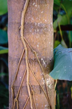 Ağacı saran sarmaşıkların yakın plan görüntüsü..