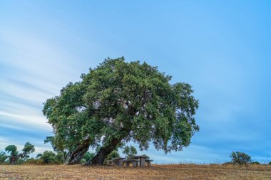 Gün batımında bulutlu bir gökyüzünün altında sallanan bir meşe ağacının altında piknik yerinin uzun pozlarını çektim..